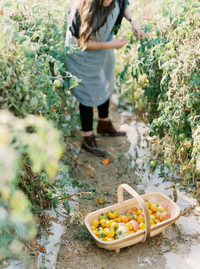 a photo of a woman picking heirloom tomatoes