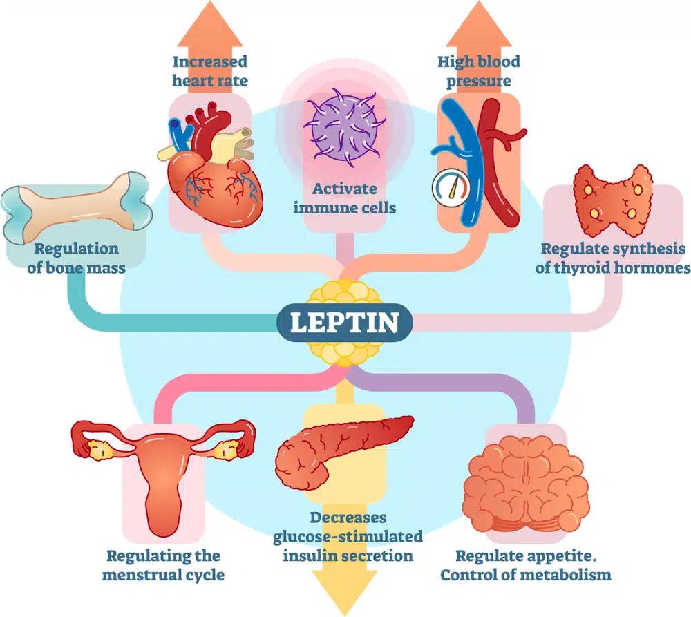 The Biological Role of the Leptin Hormone in Weight Management | Mint Nutrition