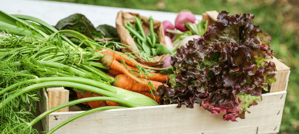 Photo of a wooden box of freshly picked organic vegetables (carrots, radishes, and lettuce)