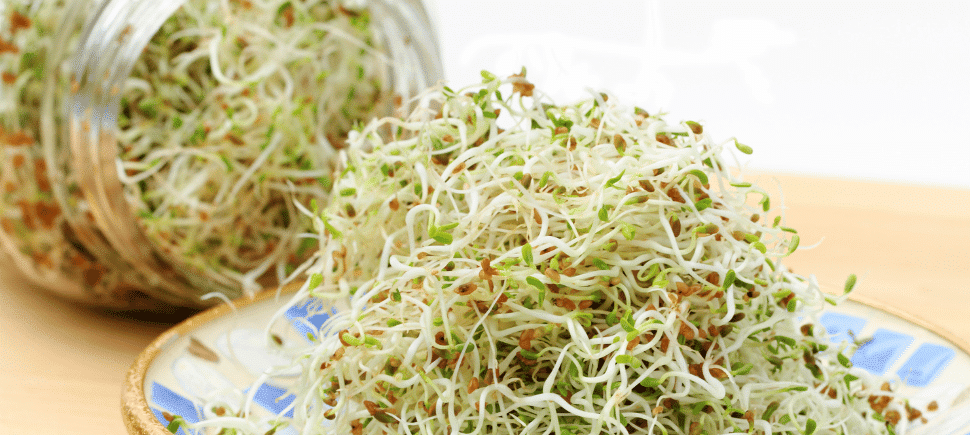 Photo of alfalfa sprouts
