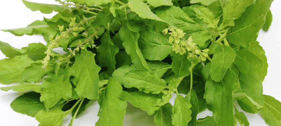 Photo of holy basil leaves, an adaptogen than can decrease anxiety and boost energy