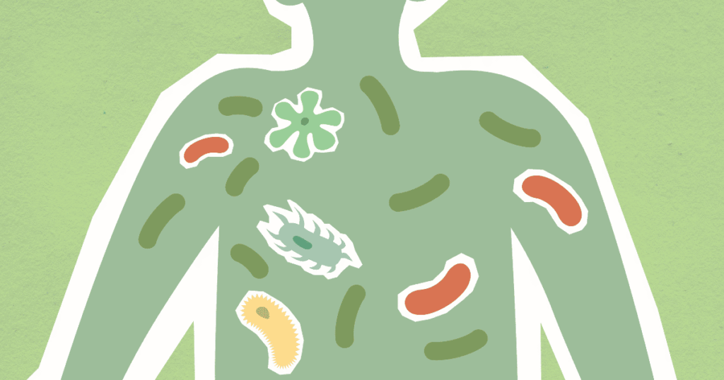 Illustration of gut bacteria and microbes in the digestive tract, representing the microbiome disruption caused by mold exposure.